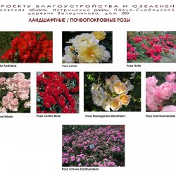 Проект розария в ландшафтном дизайне участке 30 соток -  почвопокровные розы